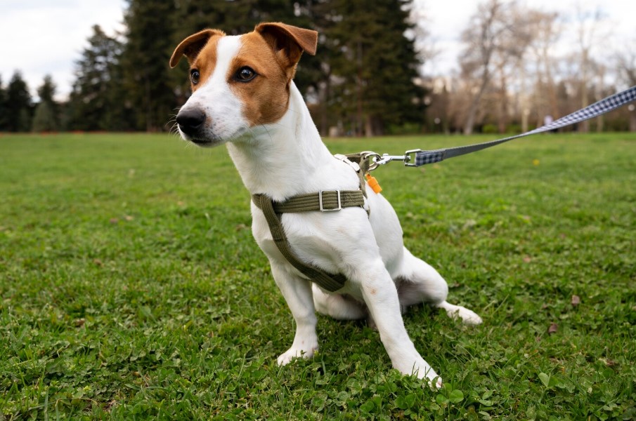 Cómo evitar que tu perro tire de la correa en ciudad
