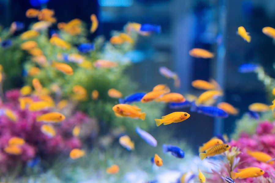 Cómo limpiar el filtro del acuario sin matar las bacterias